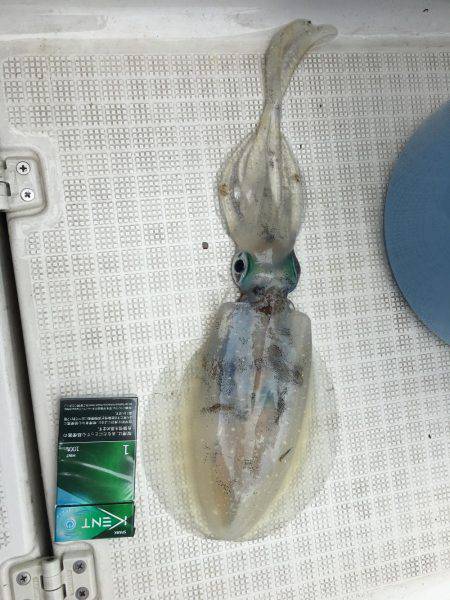 オーシャンズ 釣果