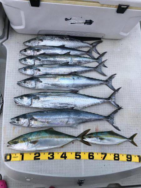 オーシャンズ 釣果