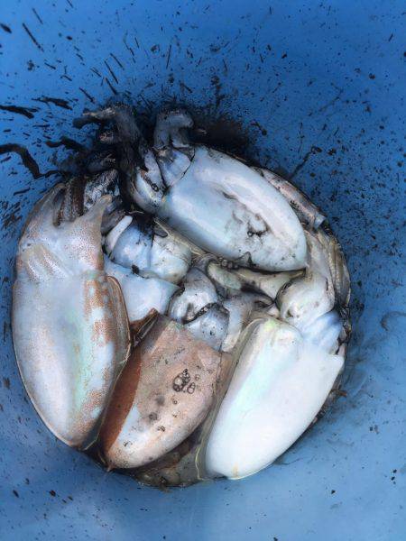 オーシャンズ 釣果