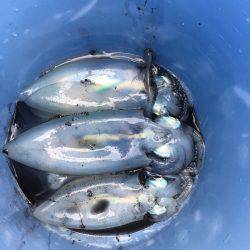 オーシャンズ 釣果