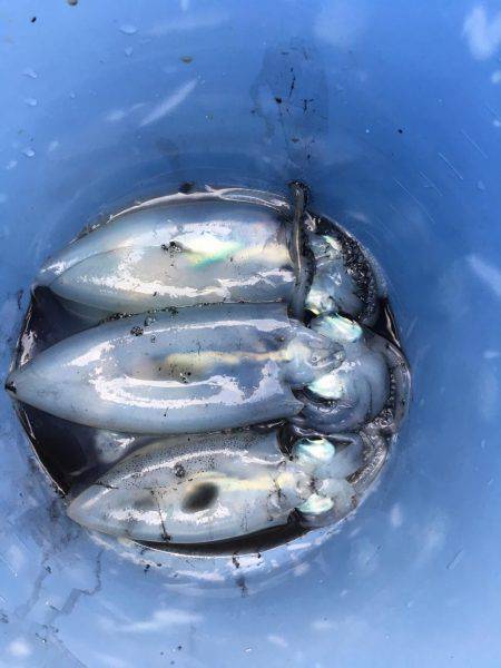 オーシャンズ 釣果