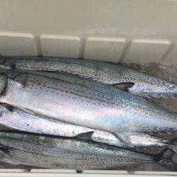 オーシャンズ 釣果