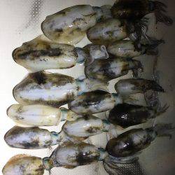 オーシャンズ 釣果