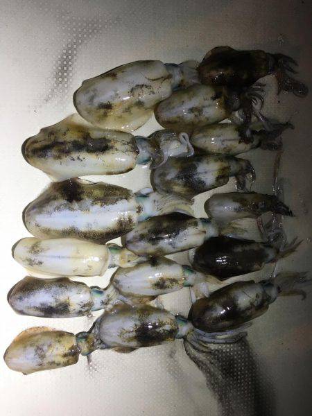 オーシャンズ 釣果