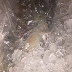 幸風(さちかぜ) 釣果