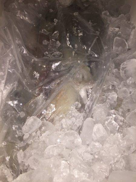 幸風(さちかぜ) 釣果