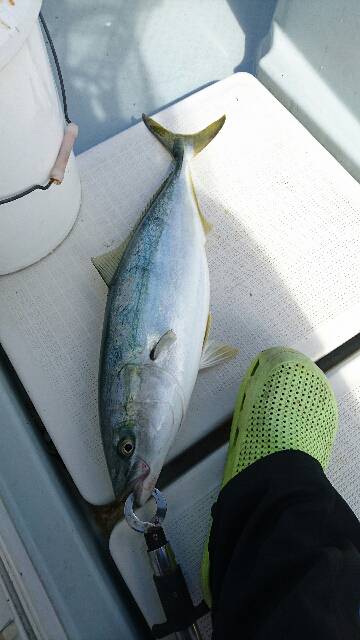 遊漁船ブルーウッズ 釣果