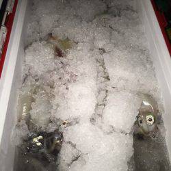 幸風(さちかぜ) 釣果