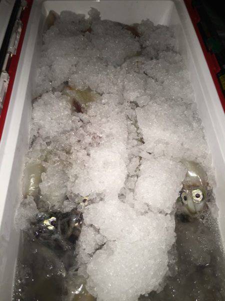 幸風(さちかぜ) 釣果