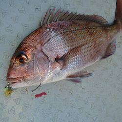 遊漁船ブルーウッズ 釣果