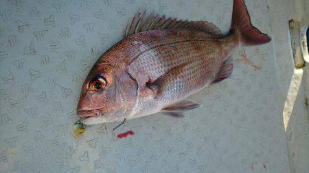 遊漁船ブルーウッズ 釣果