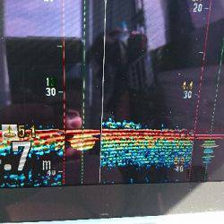 遊漁船ブルーウッズ 釣果