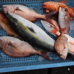 大進丸(新潟) 釣果