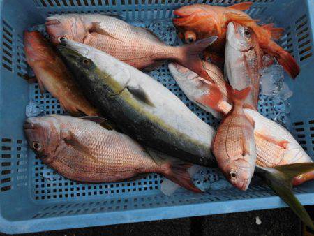 大進丸(新潟) 釣果