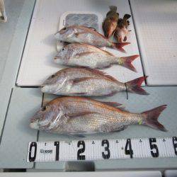 遊漁船 幸友丸 釣果