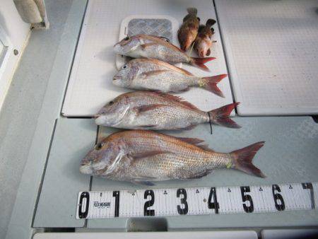 遊漁船 幸友丸 釣果