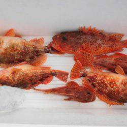 大進丸(新潟) 釣果