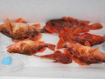 大進丸(新潟) 釣果