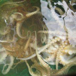 遊漁船 幸友丸 釣果