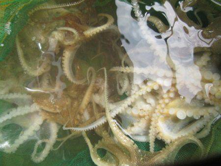 遊漁船 幸友丸 釣果