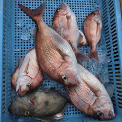 大進丸(新潟) 釣果