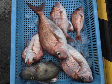 大進丸（新潟） 釣果