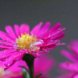 小菅トラウトガーデン 釣果