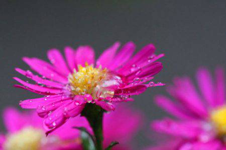 小菅トラウトガーデン 釣果