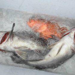 大進丸(新潟) 釣果