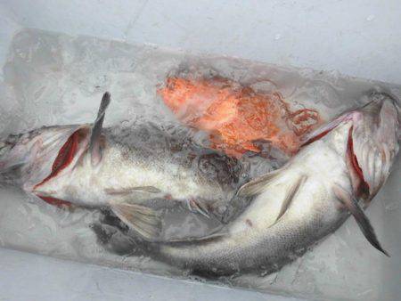 大進丸(新潟) 釣果