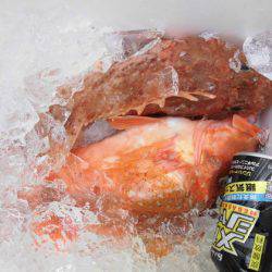 大進丸（新潟） 釣果