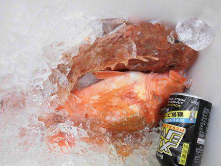 大進丸（新潟） 釣果