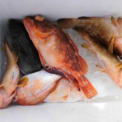 大進丸(新潟) 釣果