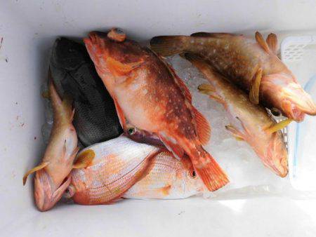 大進丸(新潟) 釣果