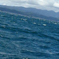 遊漁船ブルーウッズ 釣果