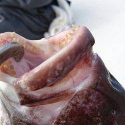 遊漁船ブルーウッズ 釣果