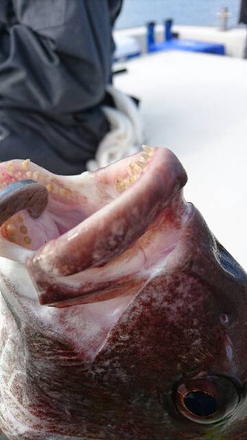 遊漁船ブルーウッズ 釣果