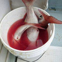 遊漁船ブルーウッズ 釣果