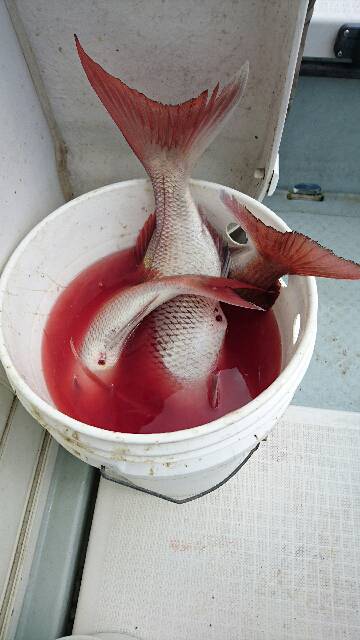 遊漁船ブルーウッズ 釣果