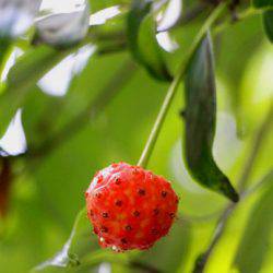 小菅トラウトガーデン 釣果