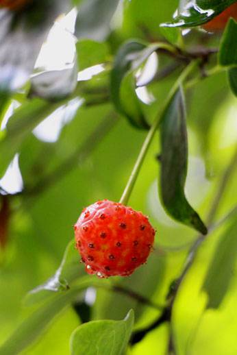 小菅トラウトガーデン 釣果