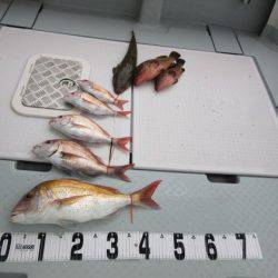 遊漁船 幸友丸 釣果