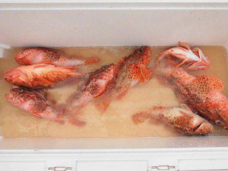 大進丸(新潟) 釣果