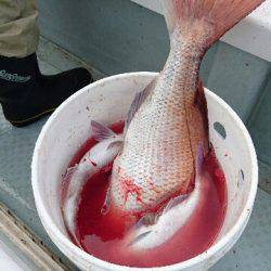 遊漁船ブルーウッズ 釣果