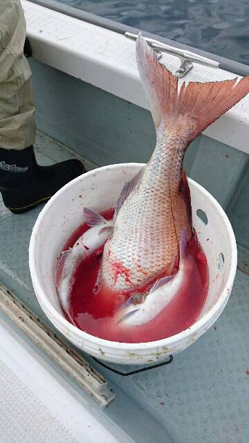 遊漁船ブルーウッズ 釣果