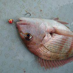 遊漁船ブルーウッズ 釣果