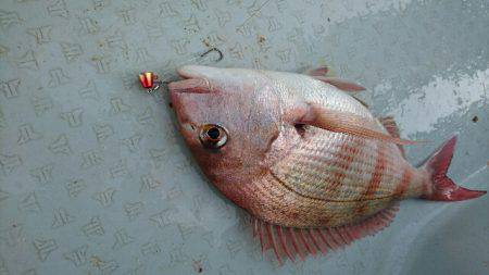 遊漁船ブルーウッズ 釣果