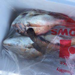 遊漁船高橋 釣果