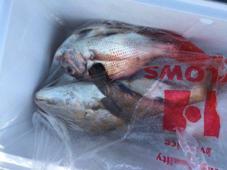 遊漁船高橋 釣果