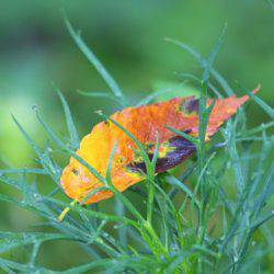小菅トラウトガーデン 釣果